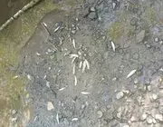 Balık Ölümlerine Sebep Olan Tesise 839 Bin TL Ceza