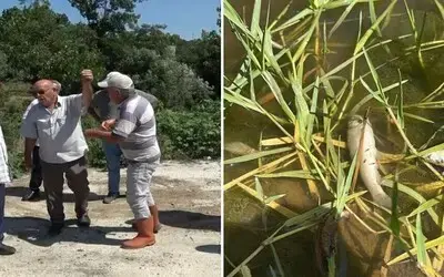 Balık Ölümlerine Sebep Olan Tesise 839 Bin TL Ceza
