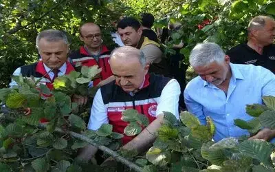 Ordu’da Fındık Hasadı Resmi Olarak Başladı