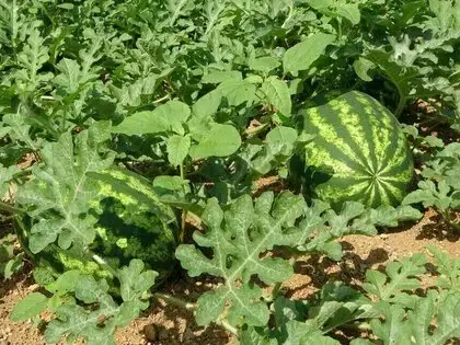 Yalıncak Karpuzu Üretimi Eski Günlerini Arıyor