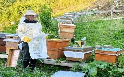 Sinop’un Köyünden Sofralara Doğal Bal Yolculuğu
