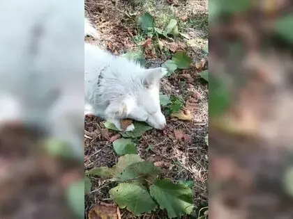 ’Seni Gidi Fındık Kıran’