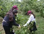 Mardinli Gençler Ordu’yu Her Yönüyle Tanıyıp, Fındık Tarımını Öğreniyor