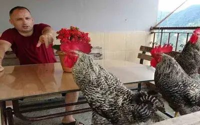 Bu Horozlar Komutla Ötüyor