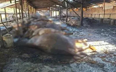 Atakum'da Yangın: 53 Büyükbaş Hayvan Telef Oldu