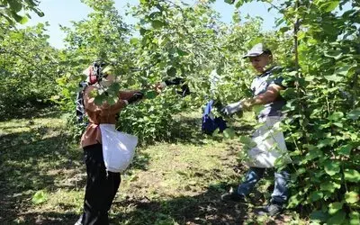 ‘Fındık Dalda, Aklın İşçide Kalmasın’ Projesi 7’nci Sezonunda