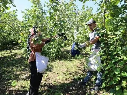 ‘Fındık Dalda, Aklın İşçide Kalmasın’ Projesi 7’nci Sezonunda