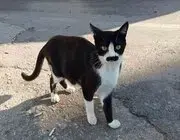 "Pala Bıyıklı Kedi" Görenlerin Dikkatini Çekiyor