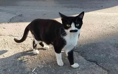 "Pala Bıyıklı Kedi" Görenlerin Dikkatini Çekiyor