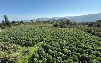 15 Bin Sırıkta Nebiyan Fasulyesi Bereketi