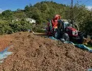 Fındıkçılarda Patoz Mesaisi