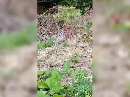 "Ormanın Hayaleti" Vaşak Sinop’ta Ortaya Çıktı