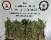 Bafra’da Bin 655 Kök Kenevir Ele Geçirildi