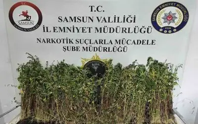 Bafra’da Bin 655 Kök Kenevir Ele Geçirildi