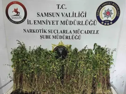 Bafra’da Bin 655 Kök Kenevir Ele Geçirildi