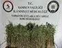Bafra’da Bin 655 Kök Kenevir Ele Geçirildi