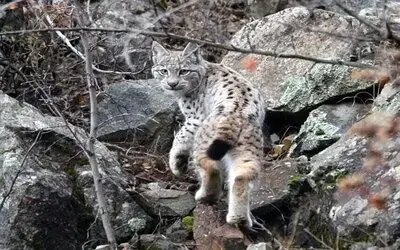 Sinop’ta ’vaşak’ Görüntülendi