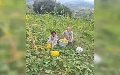 Türkeli’de Küçük Üretim, Büyük Ürün Verdi