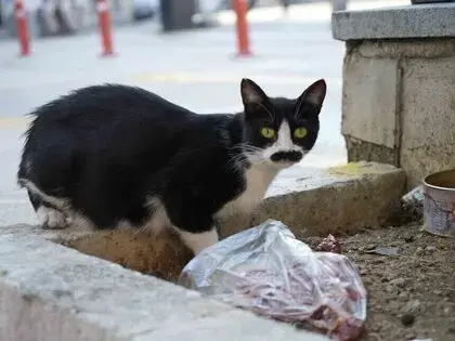 Samsun’da Bıyıklarıyla Ünlenen Sokak Kedisi: "Pala Remzi"