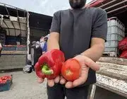 Osmaniyeli kadınların salça ve konserve mesaisi başladı