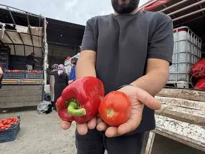 Bafra biberi Osmaniye’de kışlık salçanın gözdesi oldu