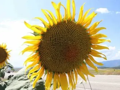 Ayçiçeği Alımları Başladı