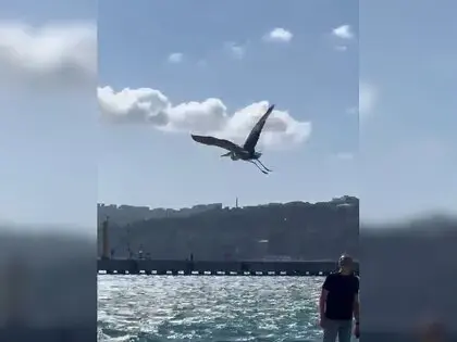 Balıkçıl Kuşu Vatandaşların İlgi Odağı Oldu