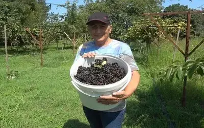 Bafra Ovası’nda aronya hasadı başladı
