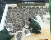 Karadeniz’de Sezonun İlk Balık Avı: Ağlardan Mezgit Çıktı