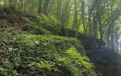 Fındık Toplarken Uçuruma Yuvarlanan Şahıs Hayatını Kaybetti