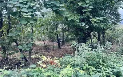Terme'de Elektrik Akımına Kapılan 2 Kişi Yaralandı, 1 Büyükbaş Hayvan Telef Oldu
