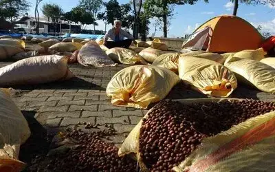 Giresun’da Fındık Kurutma Telaşı Yağmura Takıldı