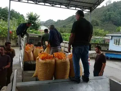Fındıkta Randıman Alım Fiyatını Yükseltiyor