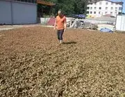 Fındıkta Zorlu Kurutma Mesaisi Sürüyor