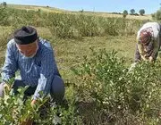 Emekli Çiftin Aronya Bahçesi Alternatif Tarıma Örnek Oluyor
