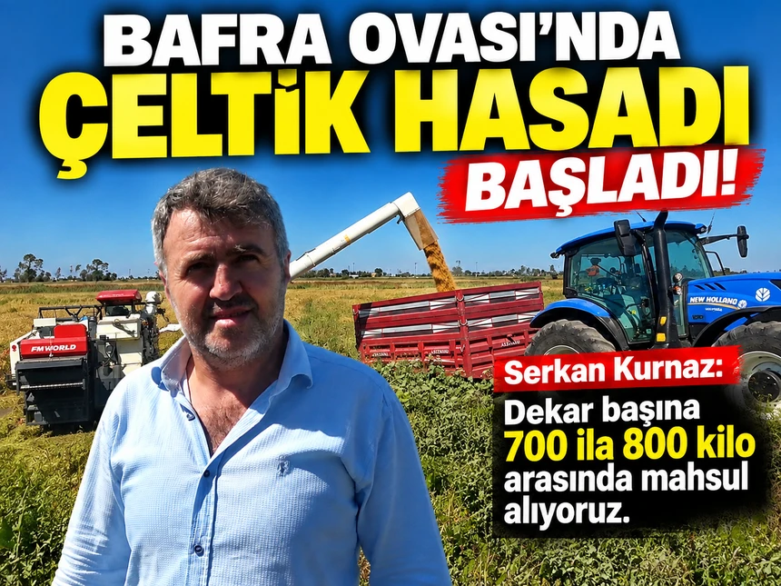 Bafra Ovası’nda 165 Bin Dekar Alanda Çeltik Hasadı Başladı