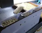 Fındıkta Hasat Sezonu Tamamlandı; Kırım, Kavurma Ve Paketleme Çalışmaları Başladı