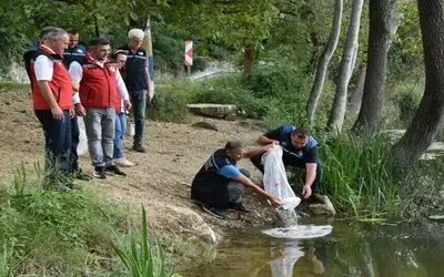 Ordu’daki Göl Ve Göletlere 80 Bin Yavru Sazan Bırakıldı