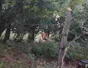 Sinop’ta Tellere Takılan Sincap Ekiplerce Kurtarıldı