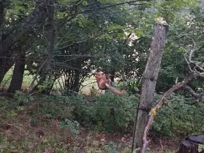 Sinop’ta Tellere Takılan Sincap Ekiplerce Kurtarıldı