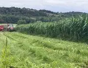 Sinop’ta Maralfalfa Üretiminde İlk Hasat Yapıldı