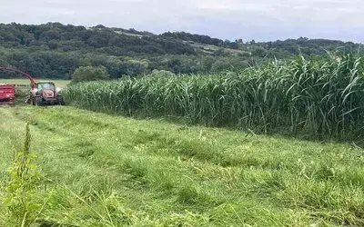 Sinop’ta Maralfalfa Üretiminde İlk Hasat Yapıldı
