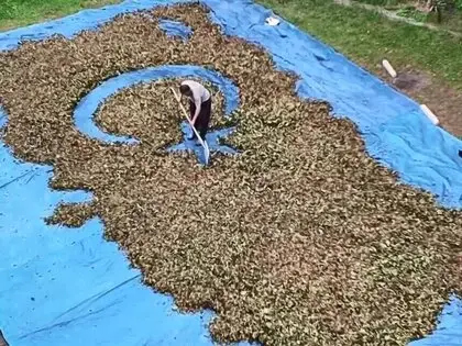 Fındık Harmanında Sıra Dışı Sanat: Fındıklarla Türkiye Haritası Ve Bayrağı Çiziyor