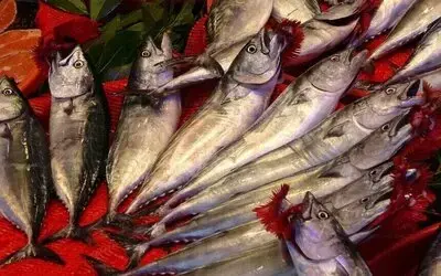 Trabzon’da Palamut Bereketi: 1 Eylül’den Bu Yana Bin 300 Ton Palamut Avlandı