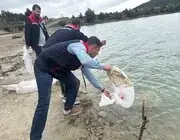 Havza’da Göletlere 110 Bin Yavru Sazan Bırakıldı