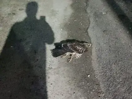 Sinop’ta Yaralı Bulunan Doğan Tedavi Altına Alındı