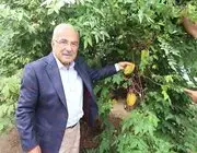 Tropikal Meyveler Karadeniz’i Sevdi