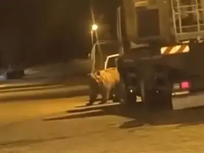 Sinop’ta Ayı Araçların Arasında Dolaştı