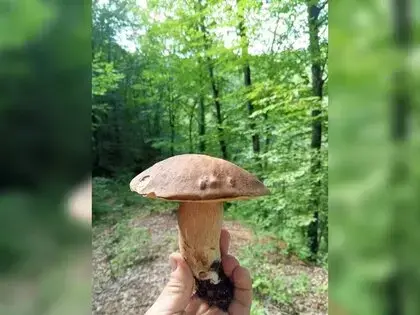 Sinop’ta Yağışlar Mantar Bereketini Artırdı