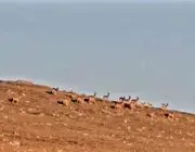 Çengel Boynuzlu Dağ Keçi Sürüsü, Cerrahın Objektifine Yakalandı
